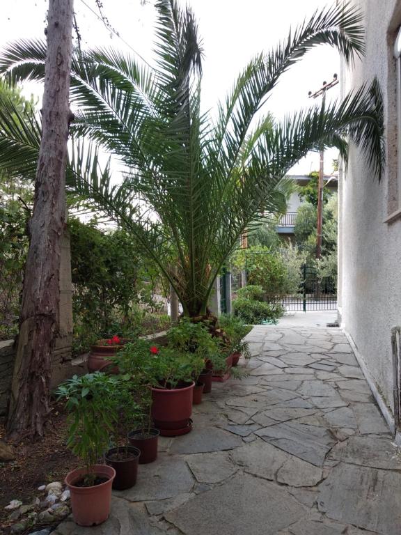 a courtyard with palm trees and potted plants at Velikis Apartments in Toroni