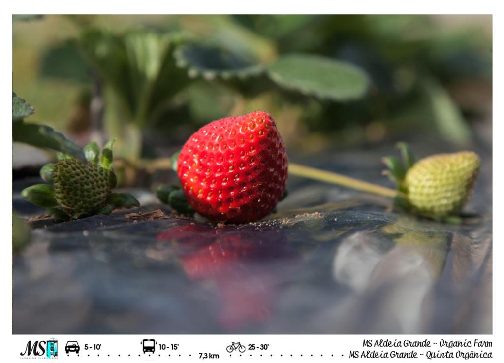 MS Apartamentos, Setúbal - 15