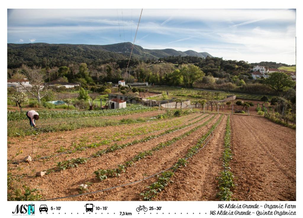 MS Apartamentos, Setúbal - 13