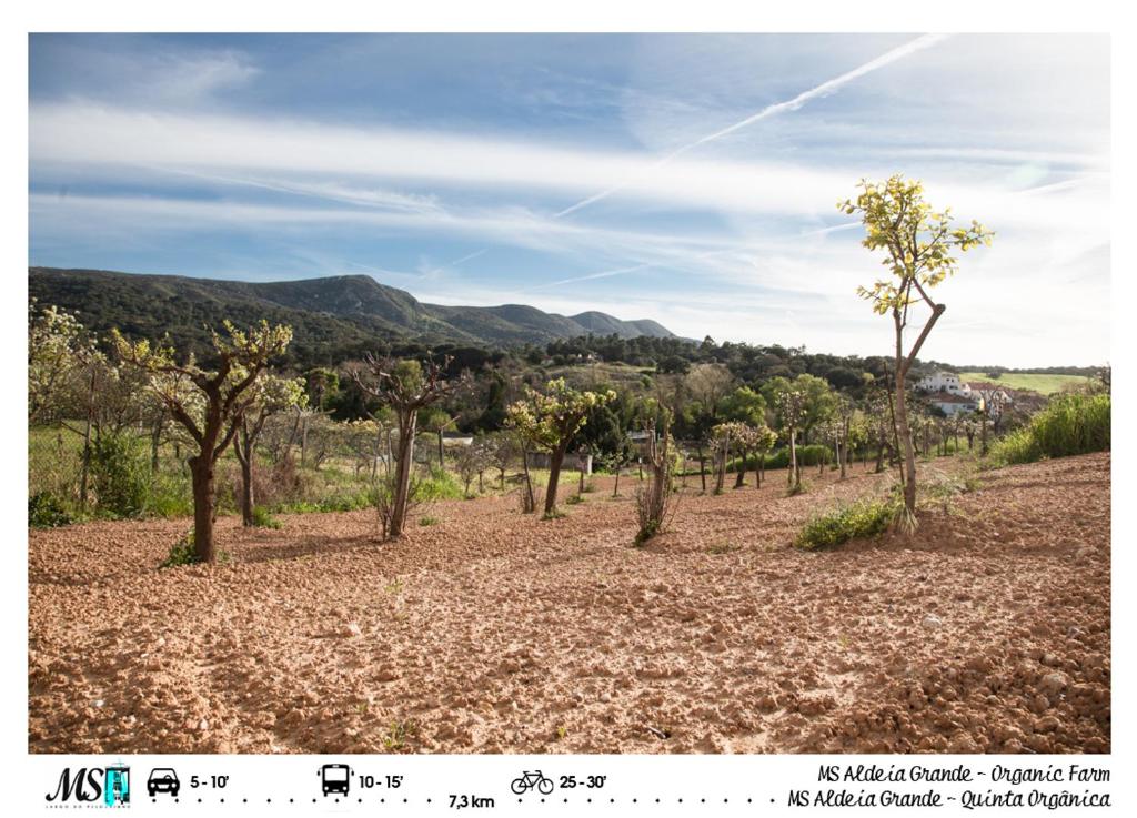 MS Apartamentos, Setúbal - 14