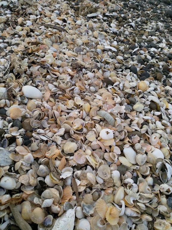 Fotografie z fotogalerie ubytování Sea Urchin Cottage v destinaci Miranda