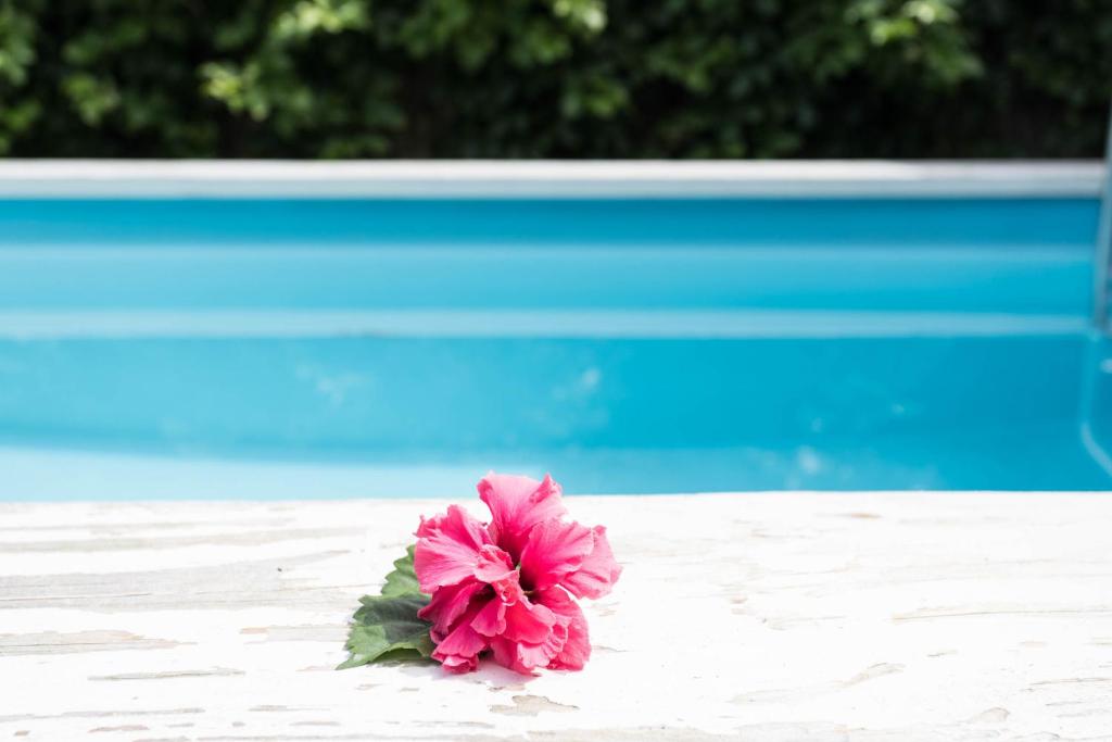 a pink flower sitting on a table next to a pool at Mango Cottage in Rarotonga