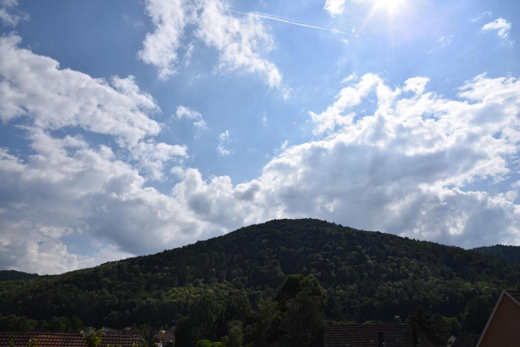 Le cerisier – photo 12