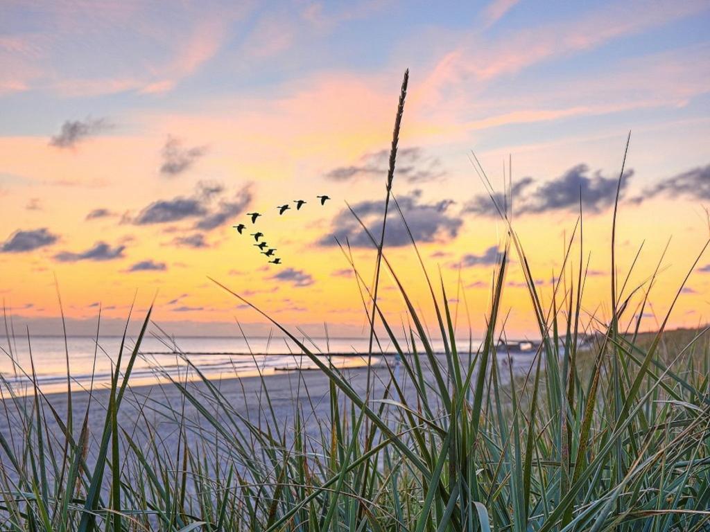 una bandada de aves volando sobre la playa al atardecer en Ferienwohnung Strandkörbchen, en Juliusruh