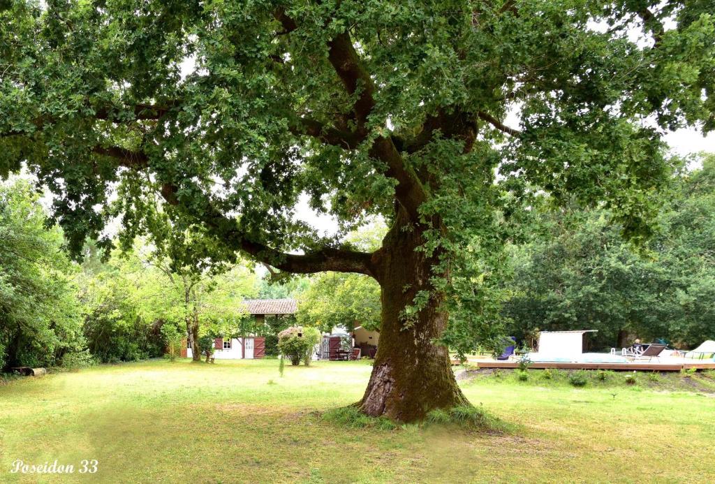 uma grande árvore num campo com um parque em Au petit prince de Lue em Lue