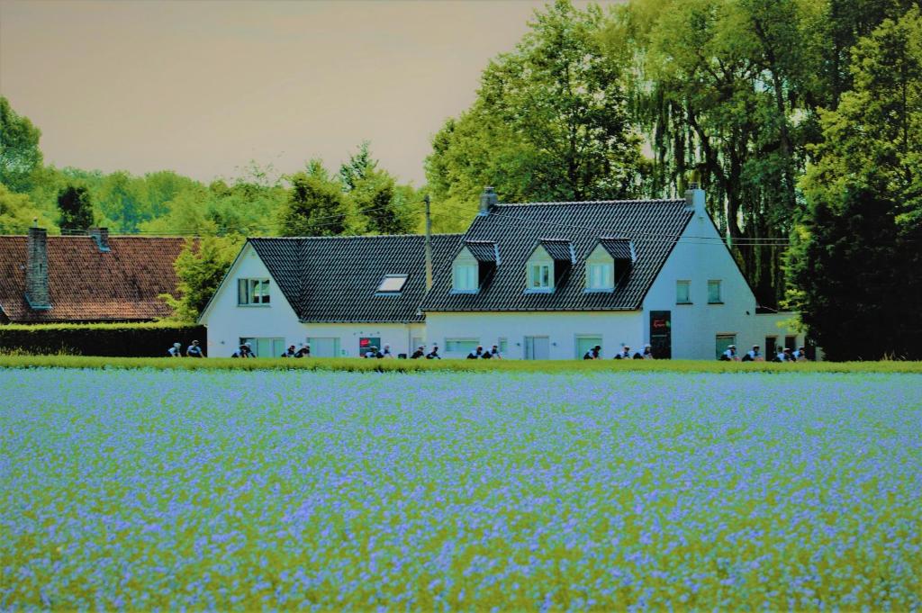 a white house with a field of blue flowers at B&B Maison Kerkhove in Kerkhove