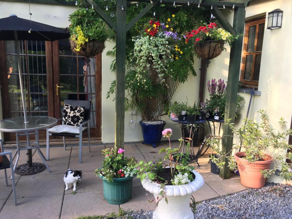 a patio with a bunch of potted plants and a cat at The Olive Branch at The Poplars in Kilgetty