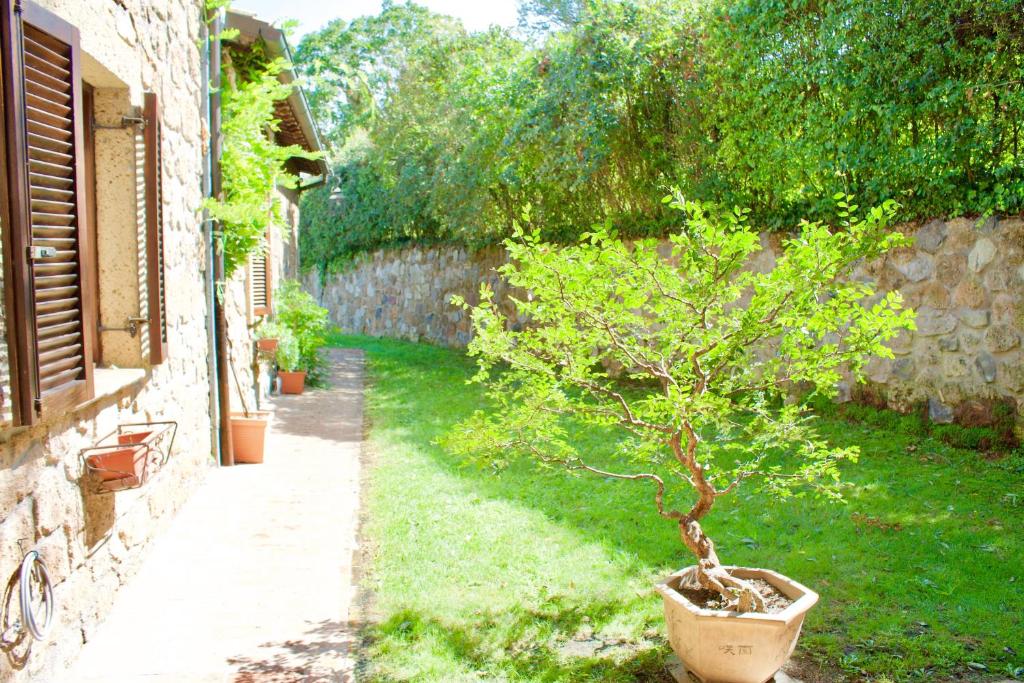 a small tree in a pot next to a wall at Agriturismo Podere Pescara in Orvieto