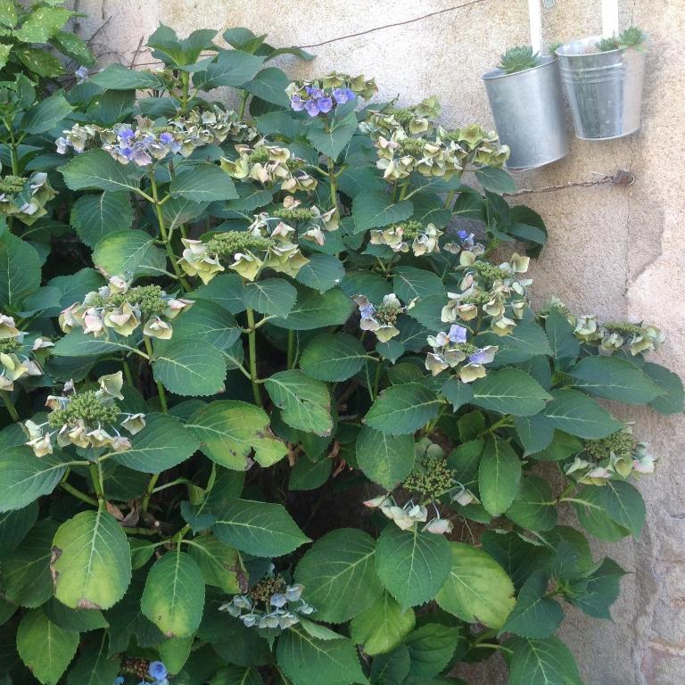 a plant with purple flowers and green leaves next to a wall at Meublé de tourisme &quot;Les brosses tillots&quot; in Mary