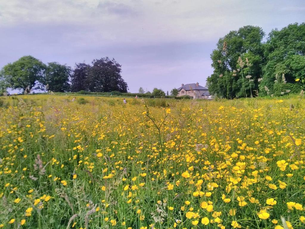 a field full of yellow flowers in a field at Castletownmoor Clinic & Permaculture Farm in Kells