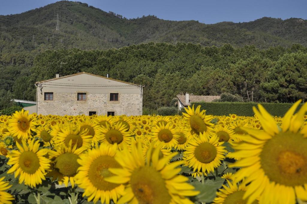 un campo de girasoles con un edificio en el fondo en Mas Font, en Sant Gregori