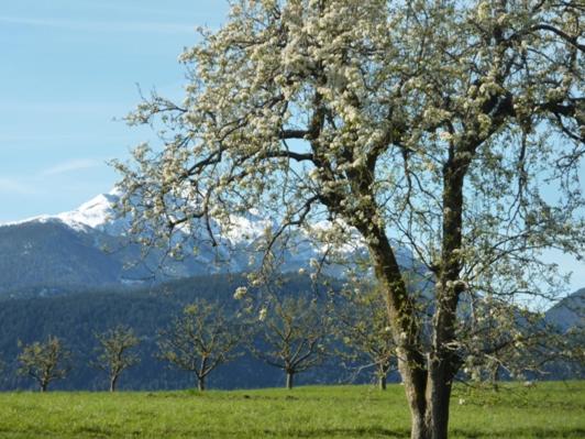 Naturlandskabet i nærheden af lejligheden