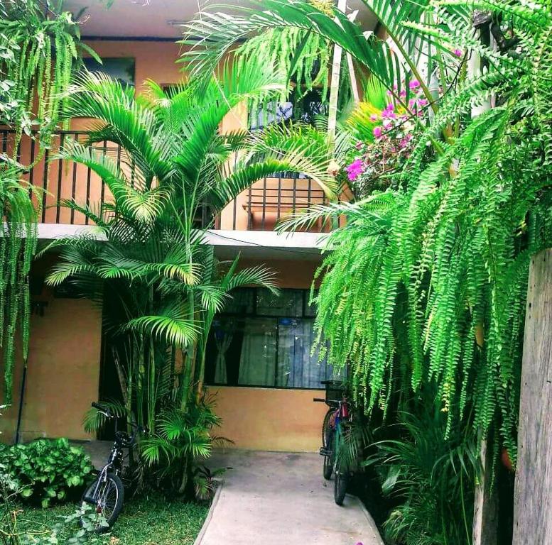 a house with two palm trees in front of it at Hospedaje Eli Panajachel in Panajachel