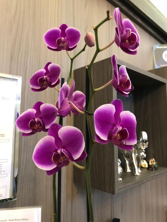 Hotel Brenta Milano - Resim 30