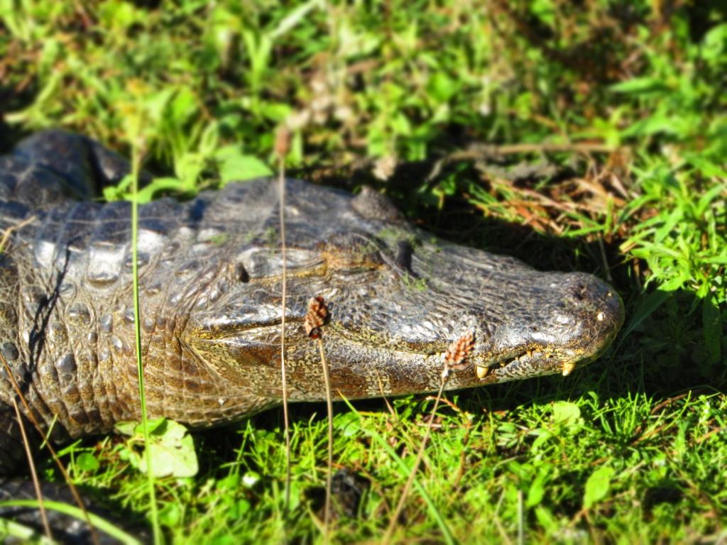 Zvířata v penzionu – hostince nebo okolí