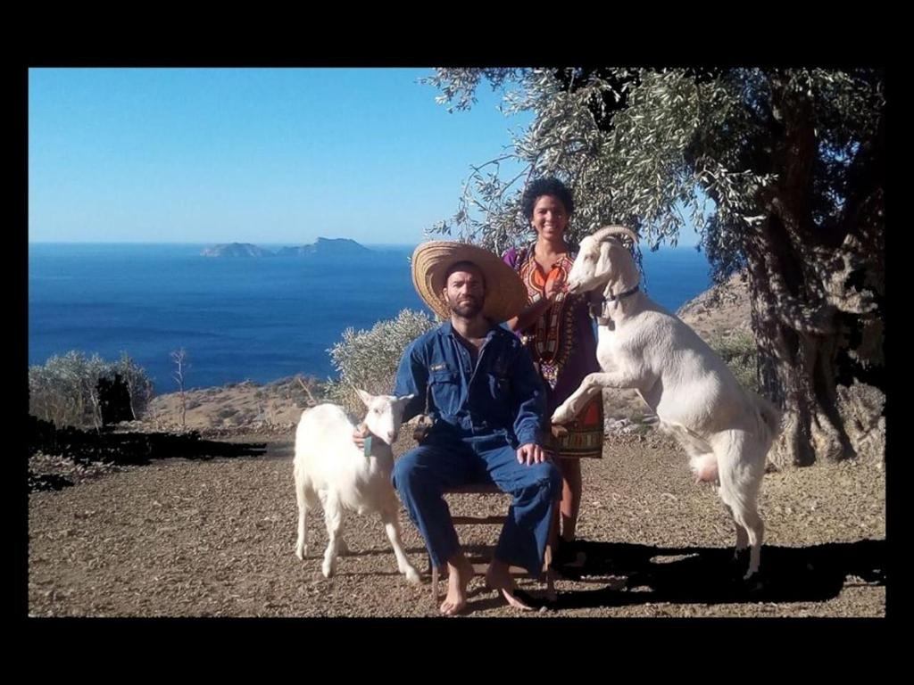 a man and a woman sitting on a bench with two dogs at Sea Breeze Ecological Villa in Agia Galini