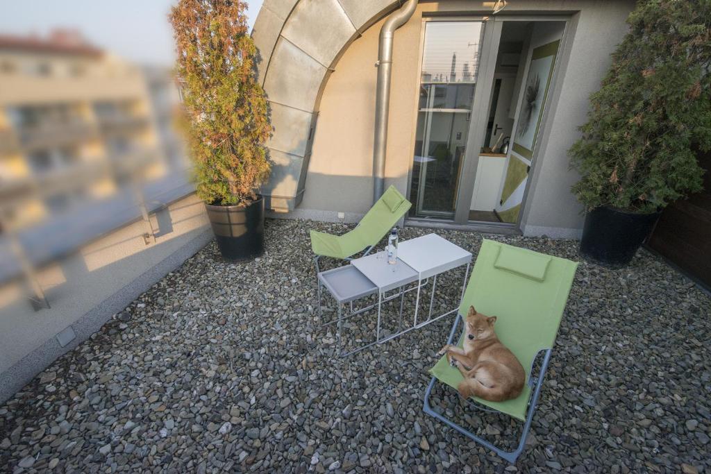 um gato sentado em cadeiras numa varanda em By the Roof Apartments em Cracóvia