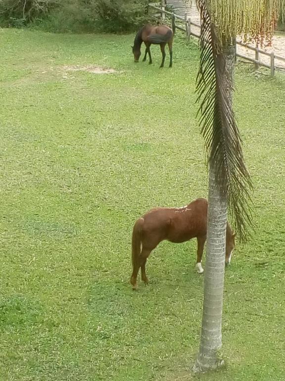  Farm Muquem
