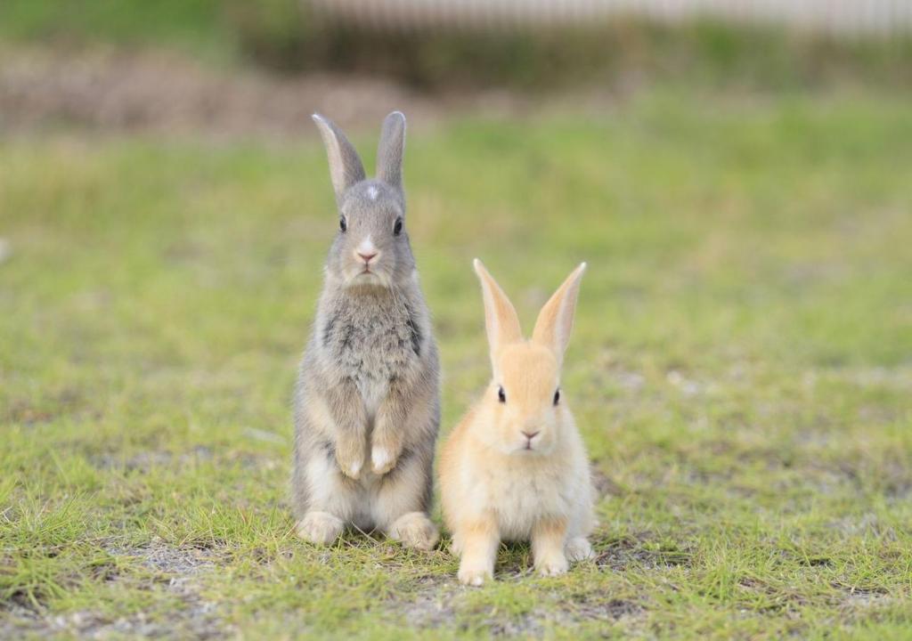 dos conejos sentados en un campo de hierba en Kyukamura Ohkunoshima, en Takekara