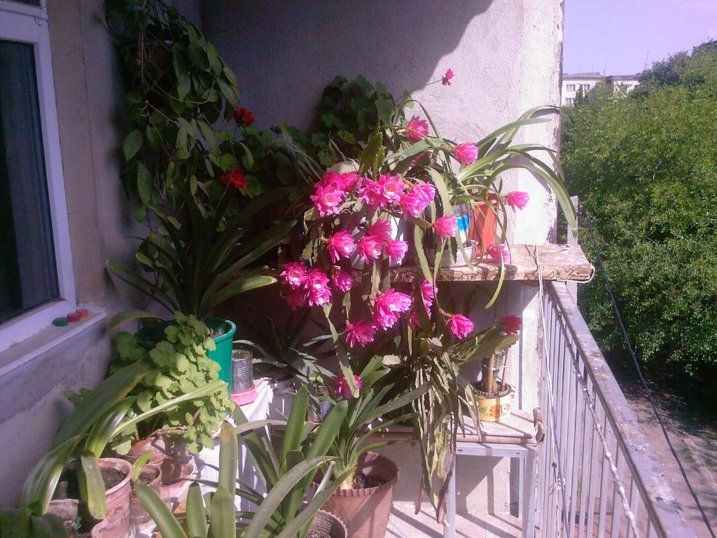a bunch of pink flowers on a balcony at Бабушкин уют в РУСТАВИ in Rustavi