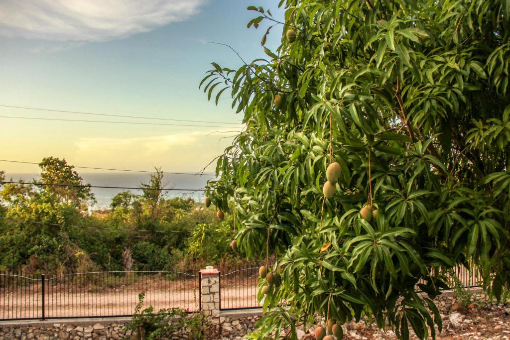 a tree with lots of green fruit on it at Sunshine Lodge: Your home away from home in Montego Bay