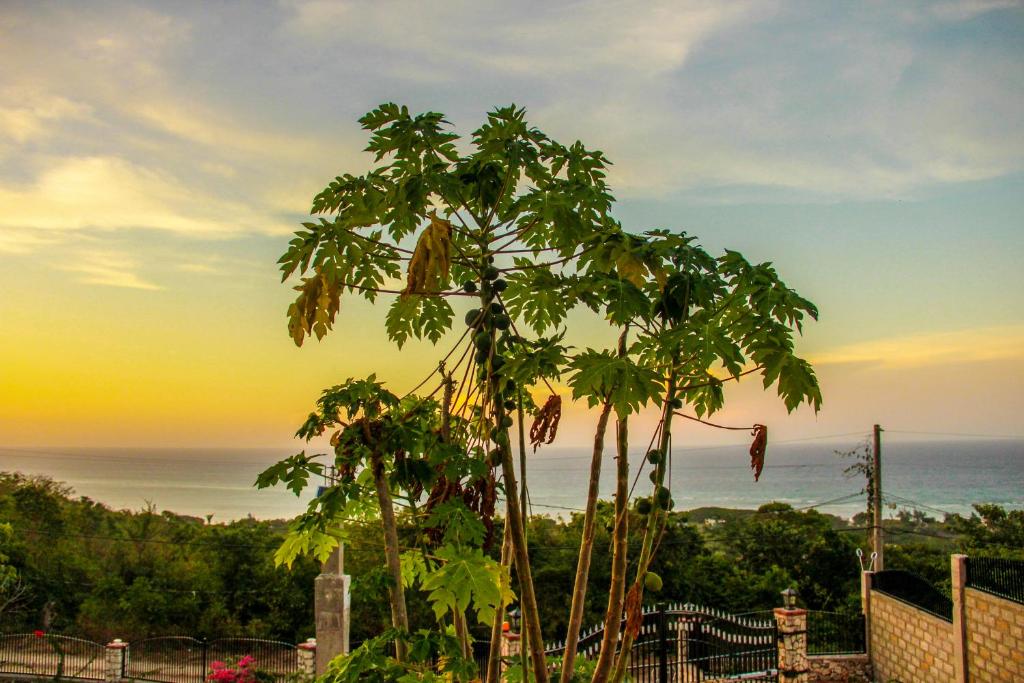 a group of trees with the ocean in the background at Sunshine Lodge: Your home away from home in Montego Bay