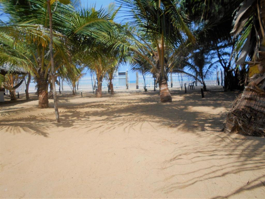 um grupo de palmeiras numa praia arenosa em Shim Beach Resort em Arugam Bay