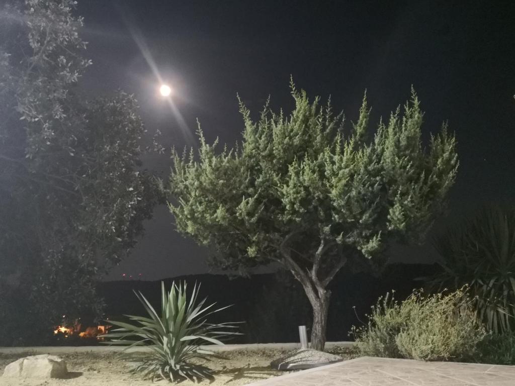 Zahrada ubytování Vila Marija