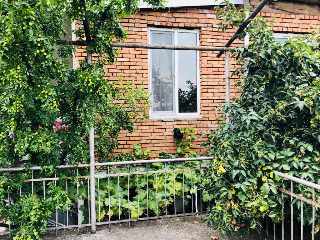 Jardí fora de Winehouse