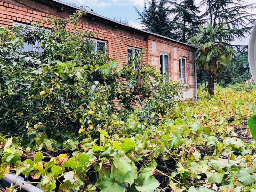 Jardí fora de Winehouse