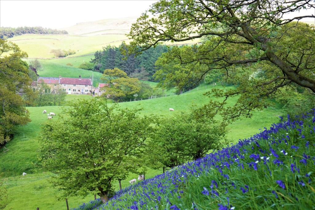 a field of bluebonnets and trees and a field of sheep at Bluebells Cottage in Chop Gate