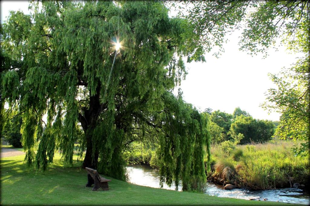 a weeping willow tree in the grass next to a river at Aqua Terra Guest House in Lydenburg