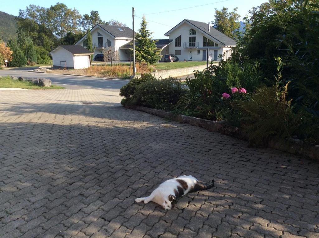 Domácí mazlíčci ubytovaní s hosty v ubytování La Bergerie - chalet Alice
