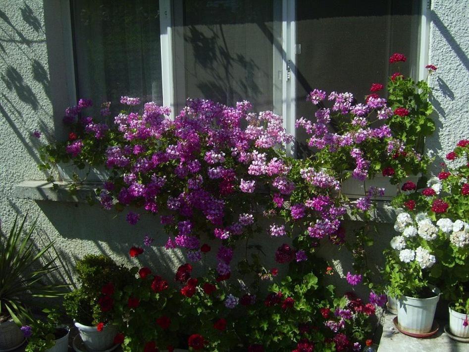 a bunch of purple flowers in front of a window at Hrisi in Chernomorets