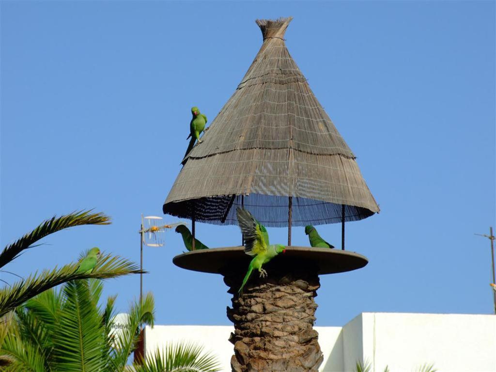 a bird fountain with birds on top of it at brand new apartment in Primavera in Costa Del Silencio