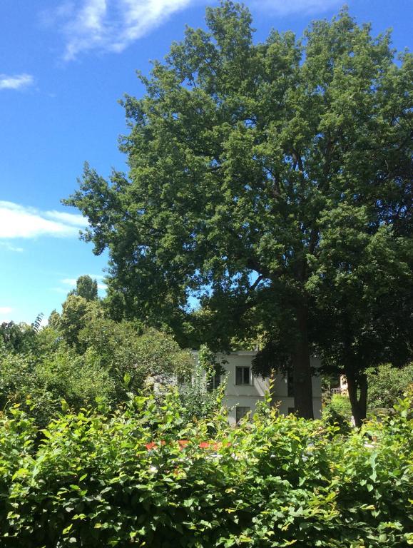 a large tree in the middle of a garden at Zur Eiche Potsdam in Potsdam