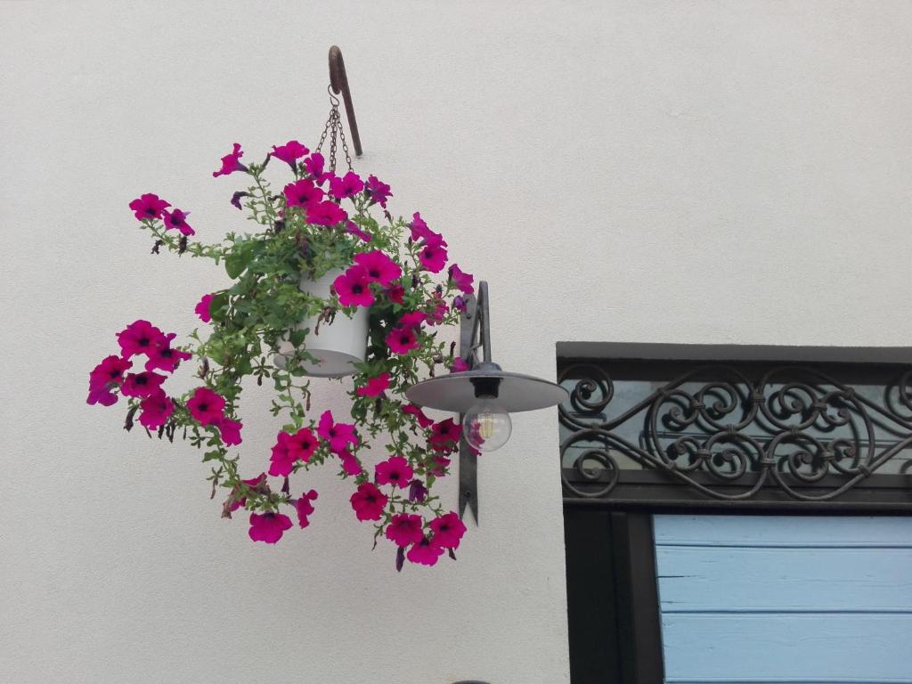 a hanging planter with pink flowers on a wall at Tambien B&B in Pesaro