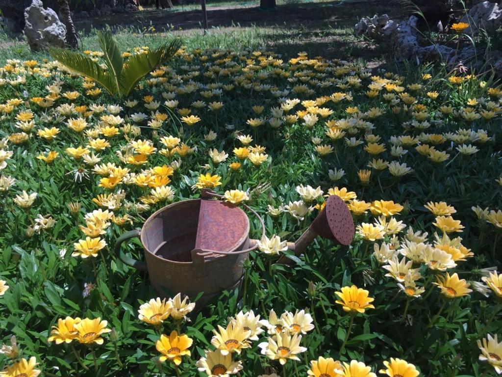 B&b nella Tenuta Nonno Carmine - foto 36