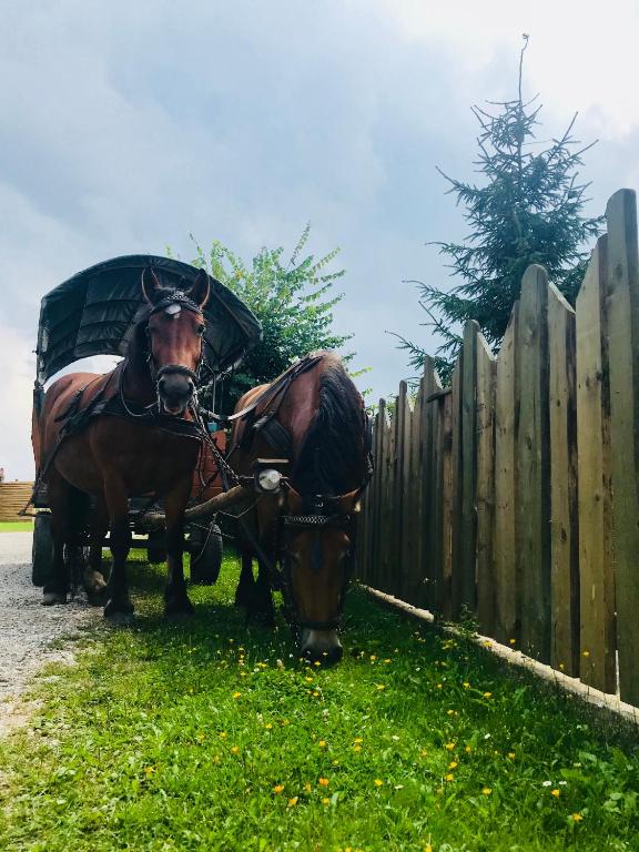 Fotografia z galérie ubytovania Ranczo w Dolinie v destinácii Ukta