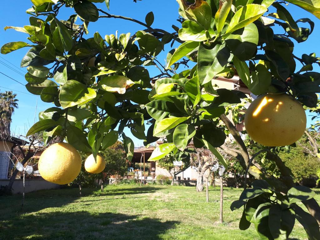 Ogród w obiekcie B&B Il Giardino di Gabri