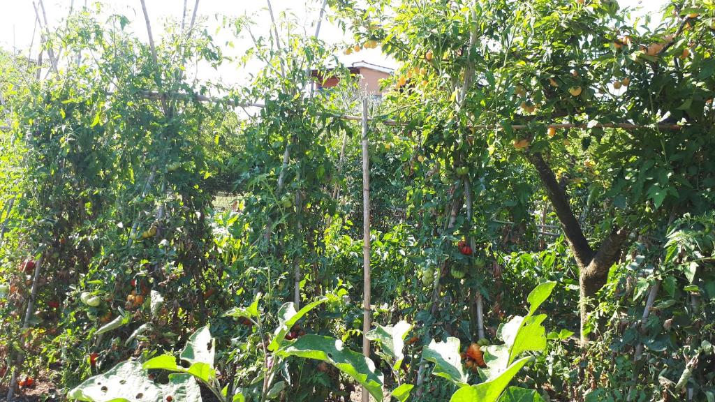 Ogród w obiekcie B&B Il Giardino di Gabri