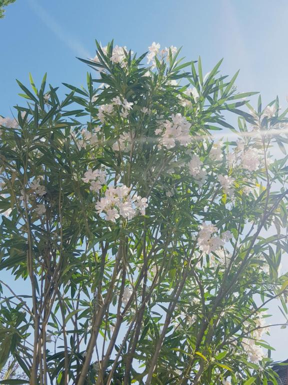 a tree with pink flowers on top of it at Ferienwohnung in Flörsheim