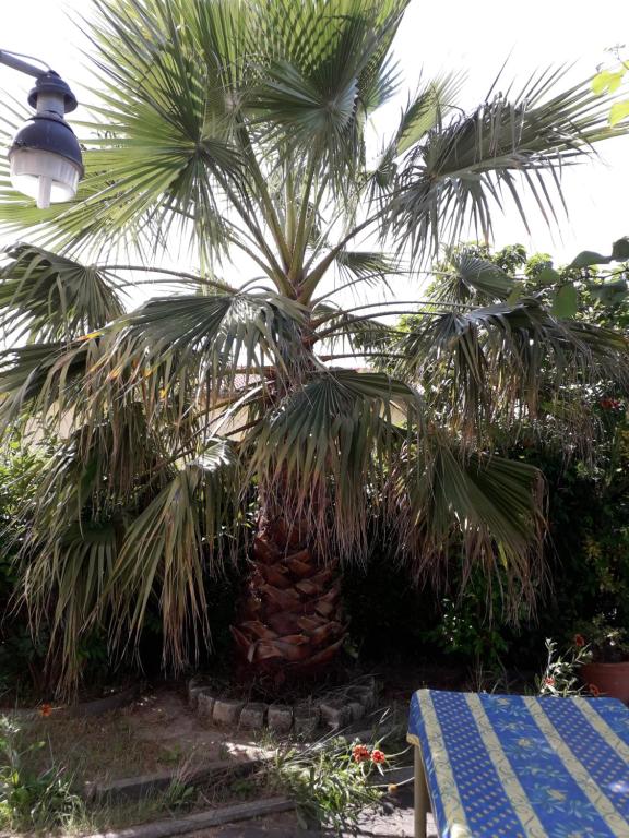 Zahrada ubytování rez de chaussée studio climatisé dans villa