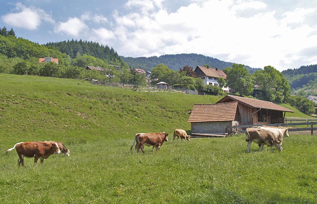 Příroda nedaleko apartmánu