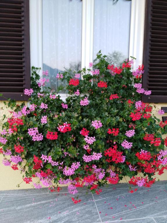 Giardino di Haus Amalia
