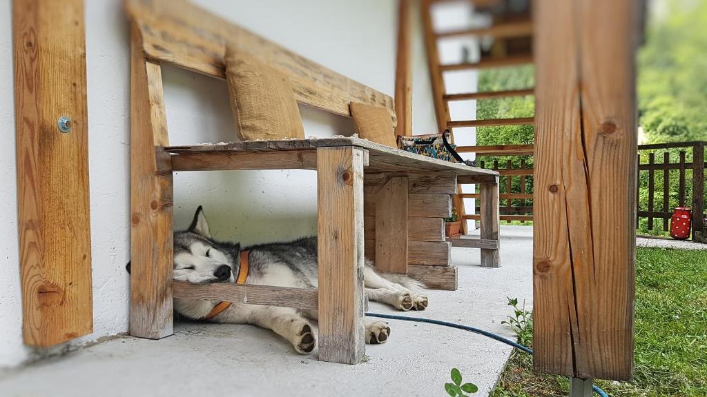 Domácí mazlíčci ubytovaní s hosty v ubytování Bovec Home At Three Samoyeds