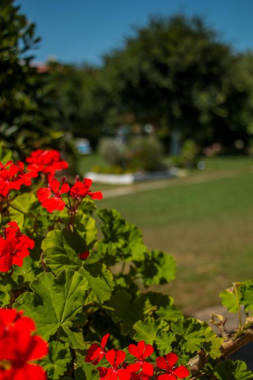 A garden outside Lefkes Apartments