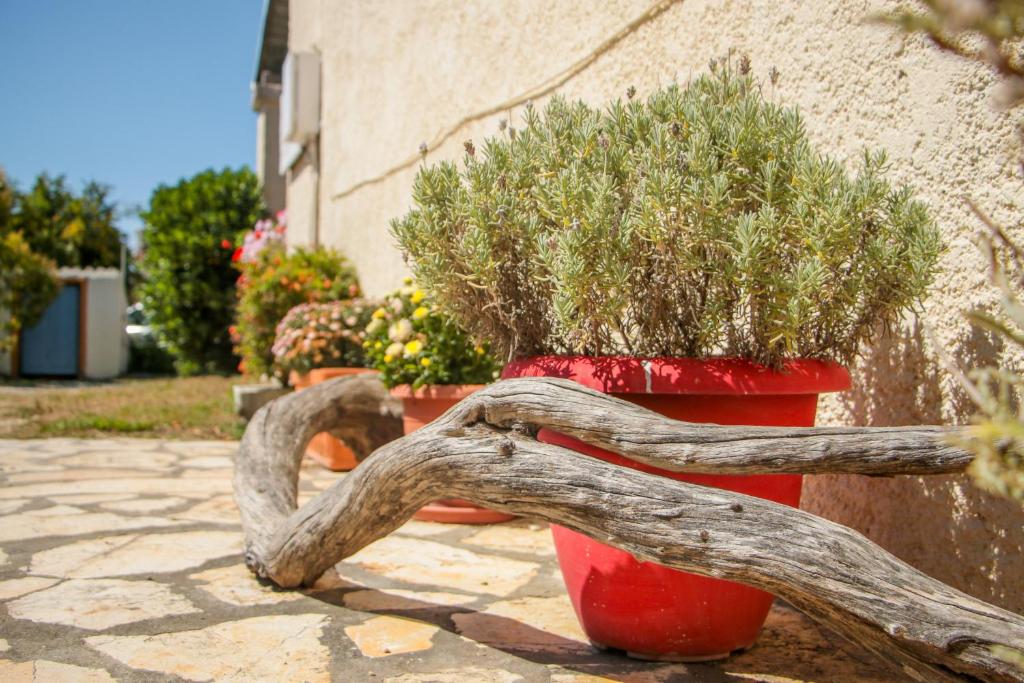 A garden outside Lefkes Apartments