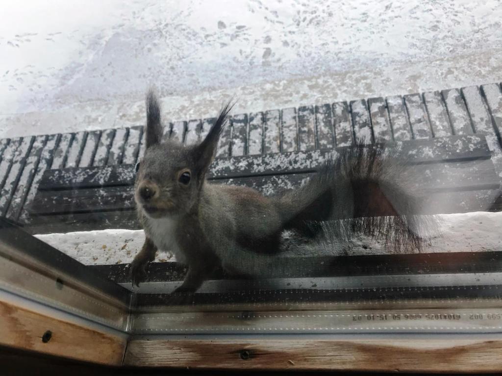 Zvířata v apartmánu nebo okolí