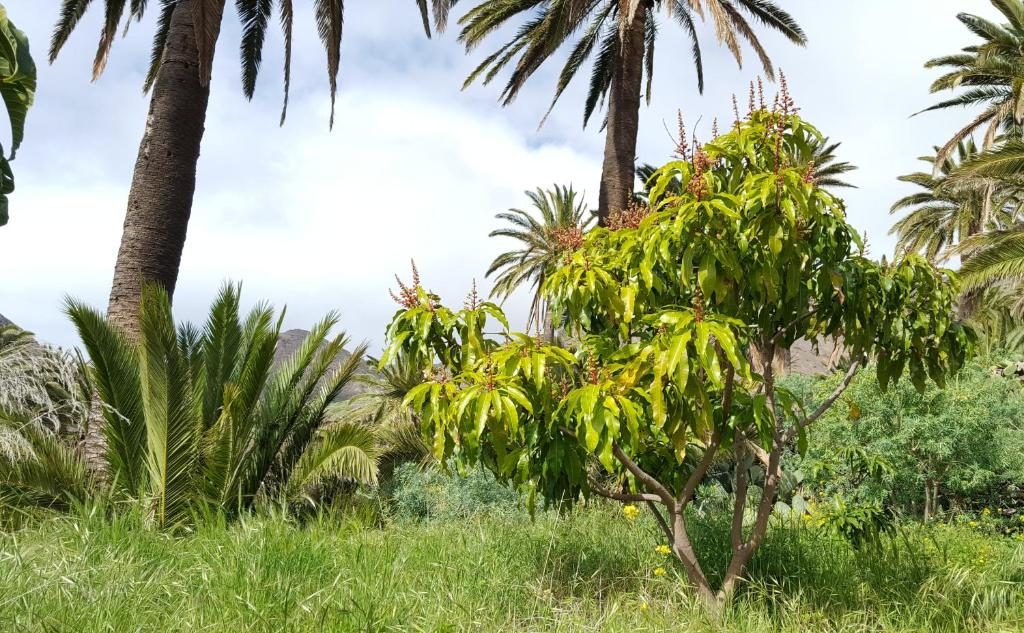 Zahrada ubytování El Pirguan Holiday House, your oasis in La Gomera